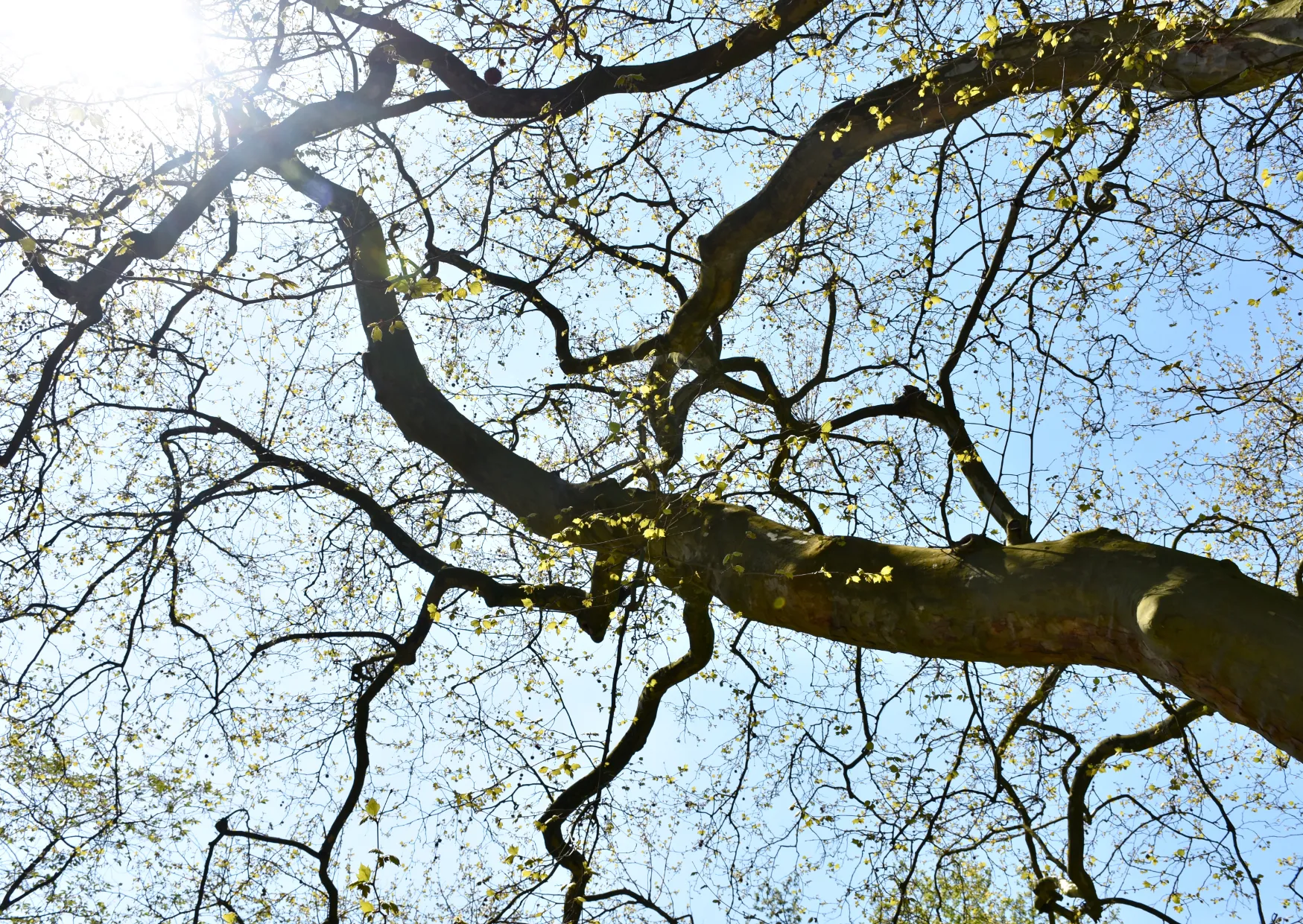 9783258084121-baum-hf