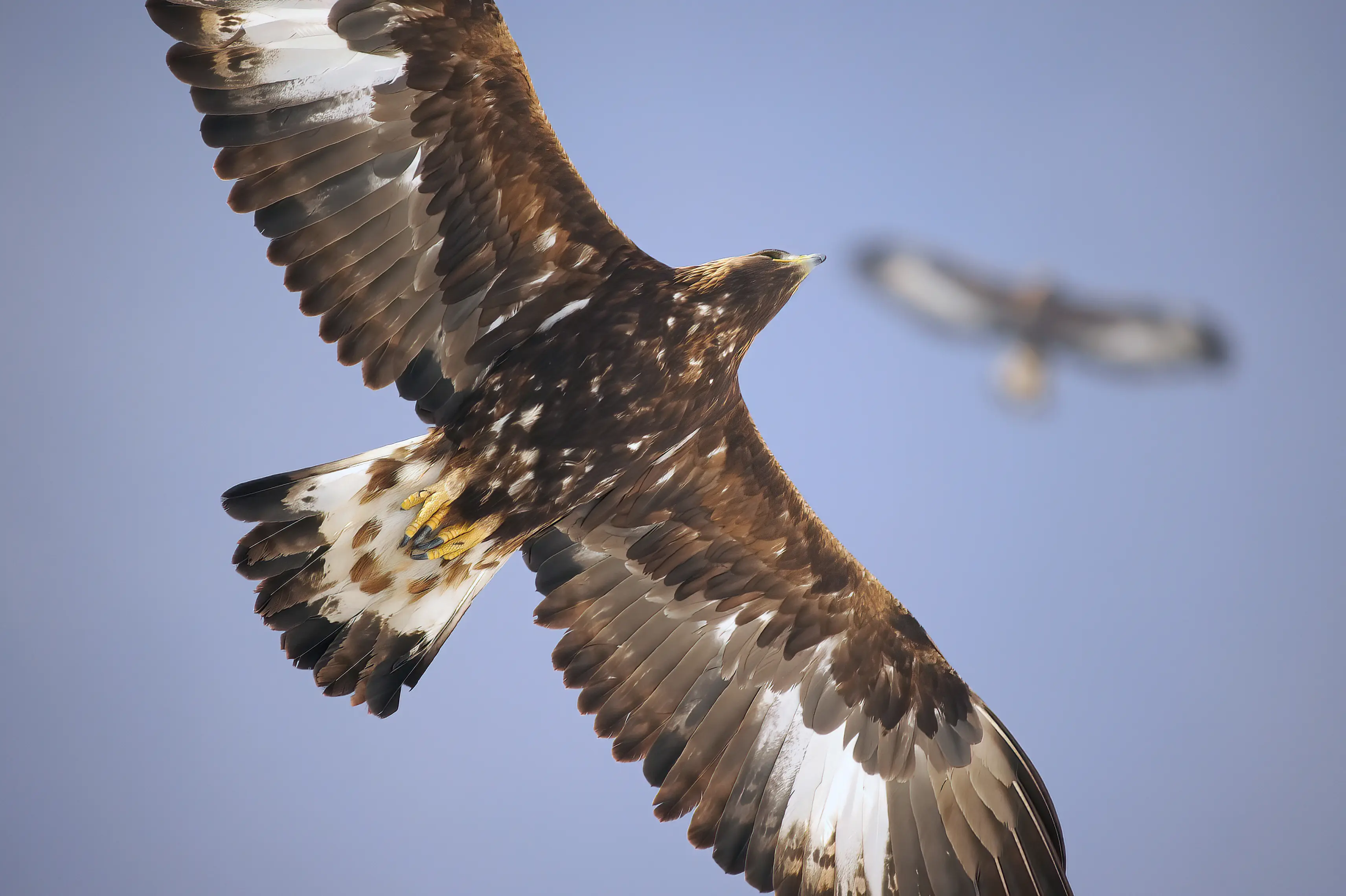 191_Jenny_Steinadler_9783258083612_(c) S. Denis