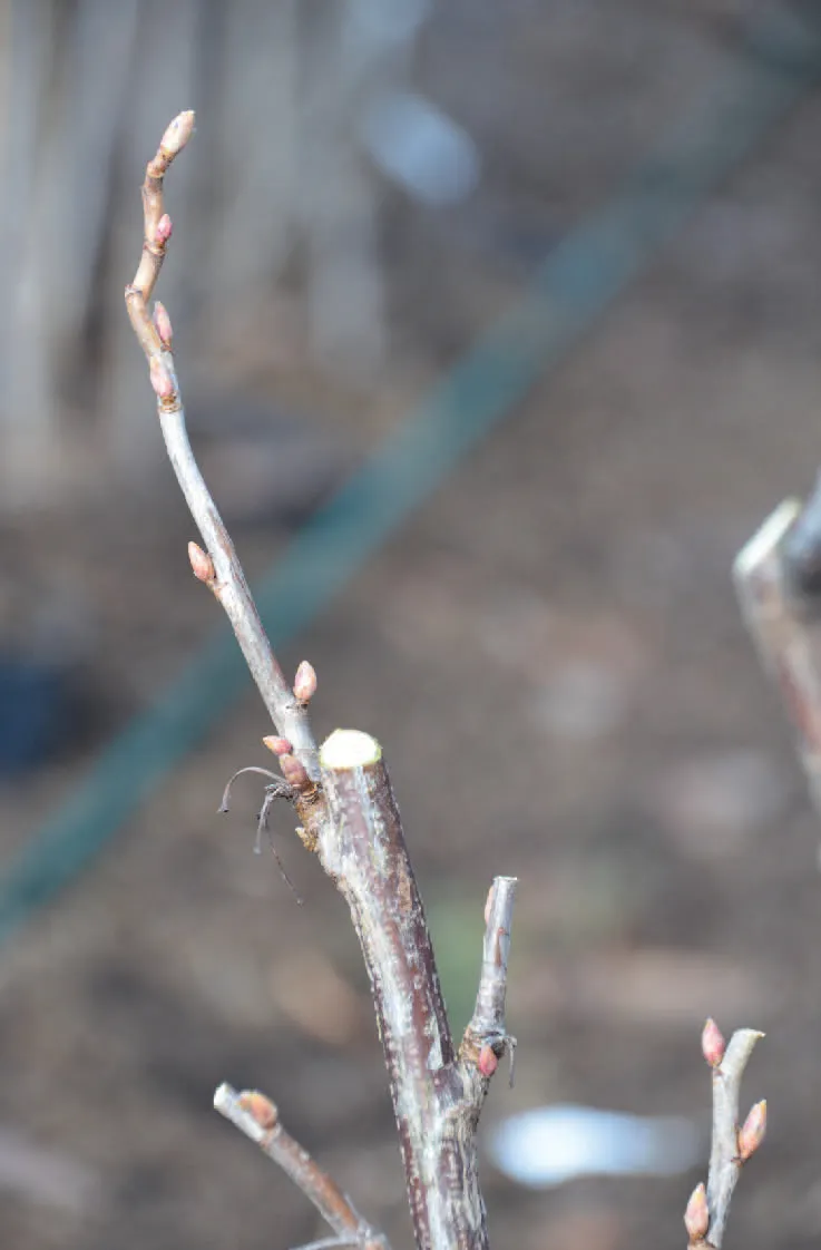 068_Spalierobst_(c)Reiner-Wahl